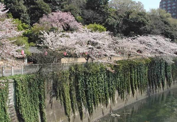 S.Wisteria(江戸川公園)