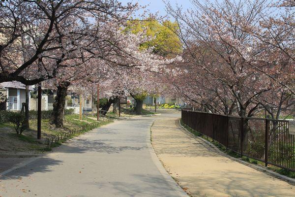 アミティエ帝塚山(万代池公園)