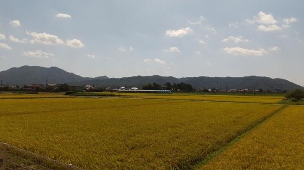 ボヌールムナカタA