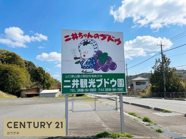 クレアンジュ　ニーナⅡ(二井観光ブドウ園)